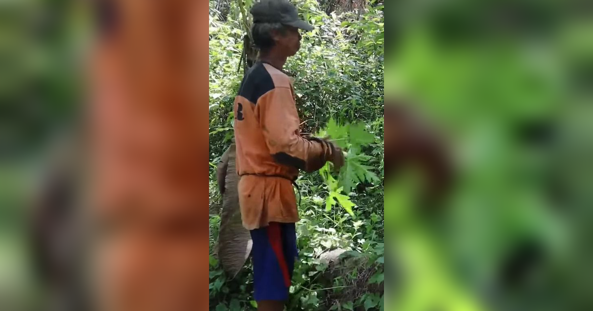 Berladang Jauh di Dalam Hutan, Petani Pangandaran Makan Ini Demi Bertahan Hidup