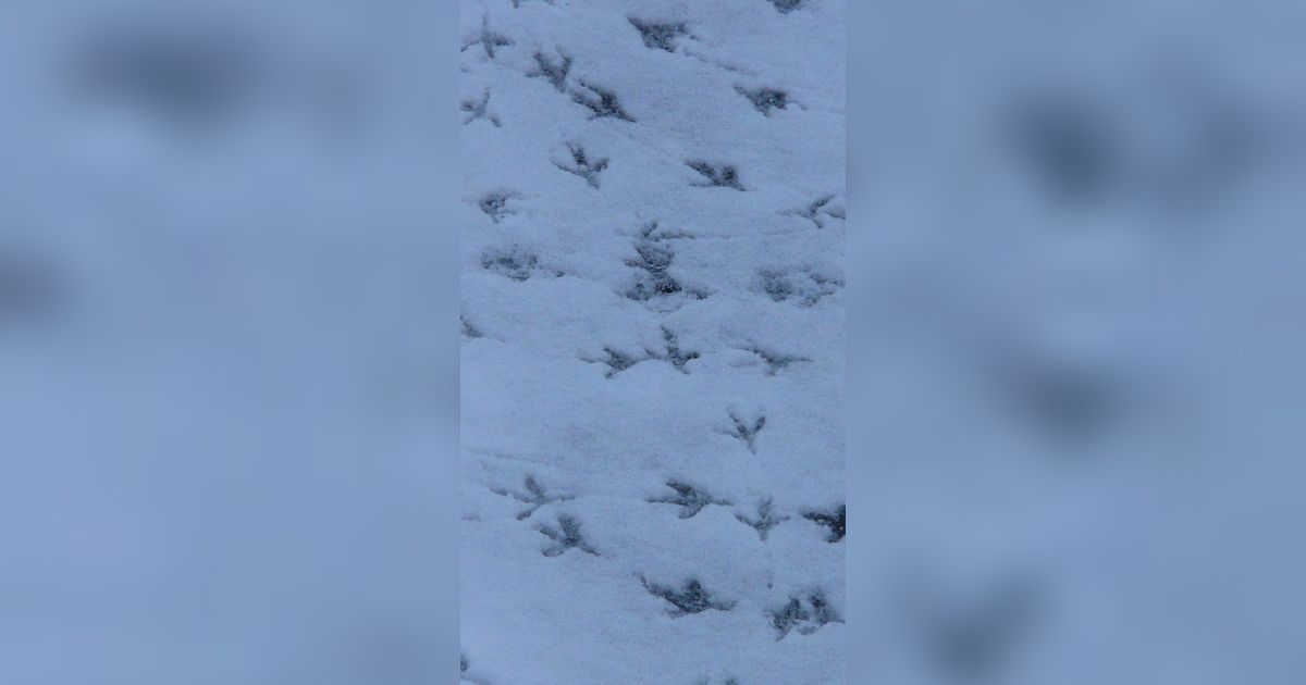 Penemuan Jejak Kaki Burung Berusia 210 Juta Tahun, Bukti Evolusi Dinosaurus Terjadi Lebih Awal