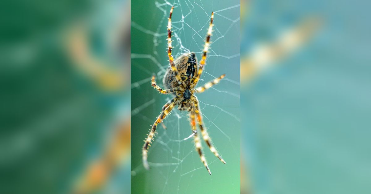 Ilmuwan Temukan Makhluk Aneh di Gua, Punya 8 Mata dan Kelaminnya Unik