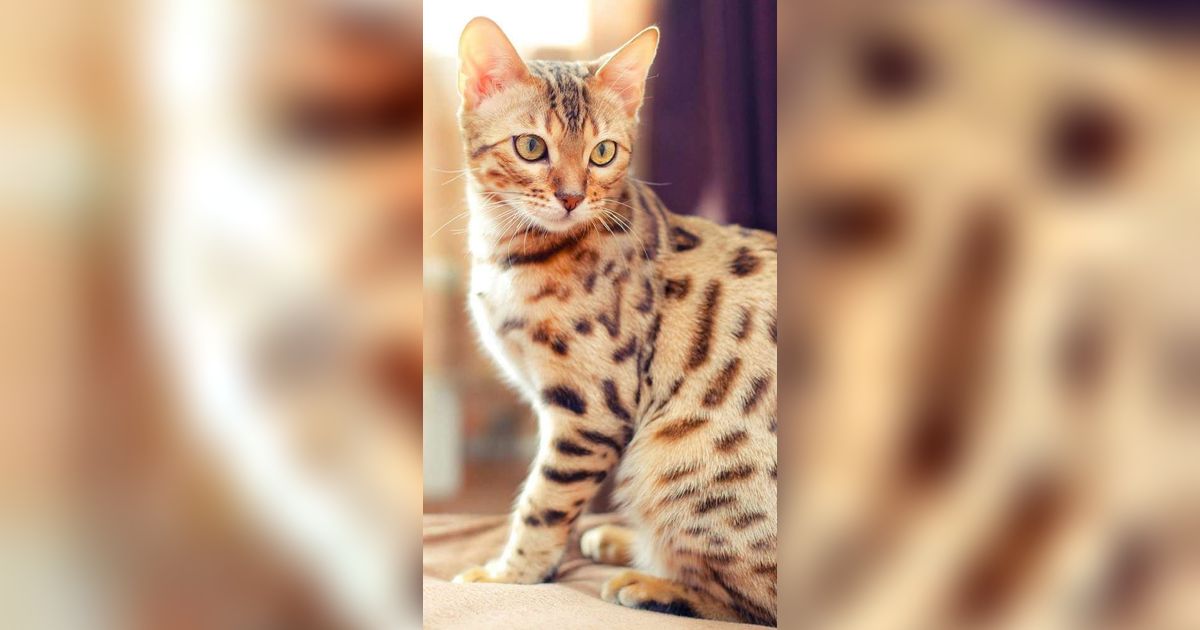 Ciri-Ciri Kucing Bengal dan Cara Merawatnya, Kenali sebelum Adopsi