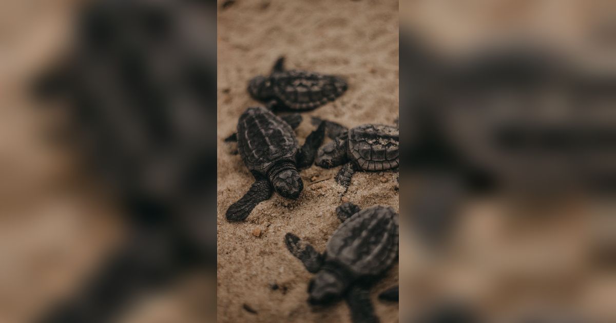Tadinya Dikira Tanaman Purba, Ternyata Fosil Bayi Kura-Kura Berusia 125 Juta Tahun