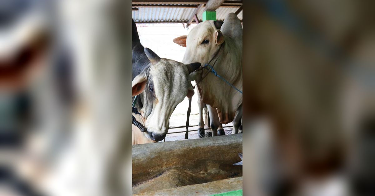 FOTO: Kreativitas Warga Pancoran Ciptakan Biogas dari Kotoran Sapi