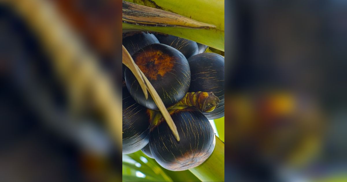 Manfaat Buah Lontar Bagi Kesehatan, Menjaga Hidrasi hingga Lancarkan Pencernaan