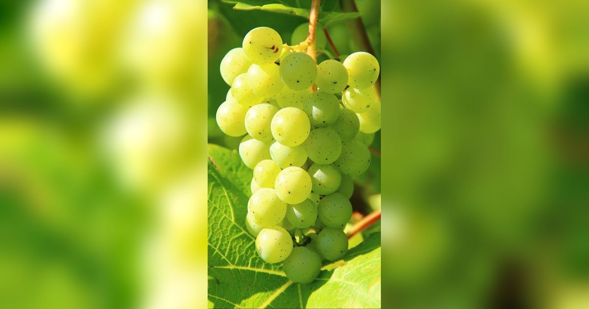 Manfaat Anggur Muscat bagi Kesehatan, Anggur Bertekstur Lembut Kaya Nutrisi