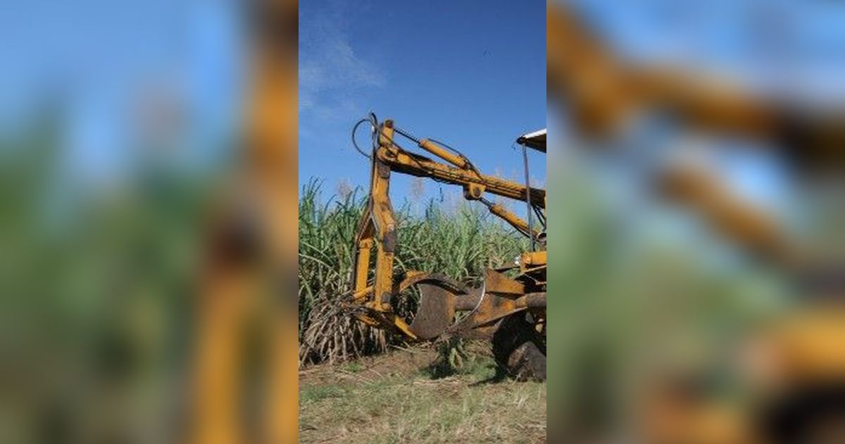 Ternyata Ini Penyebab Produksi Gula Indonesia Kalah Saing dari Brazil