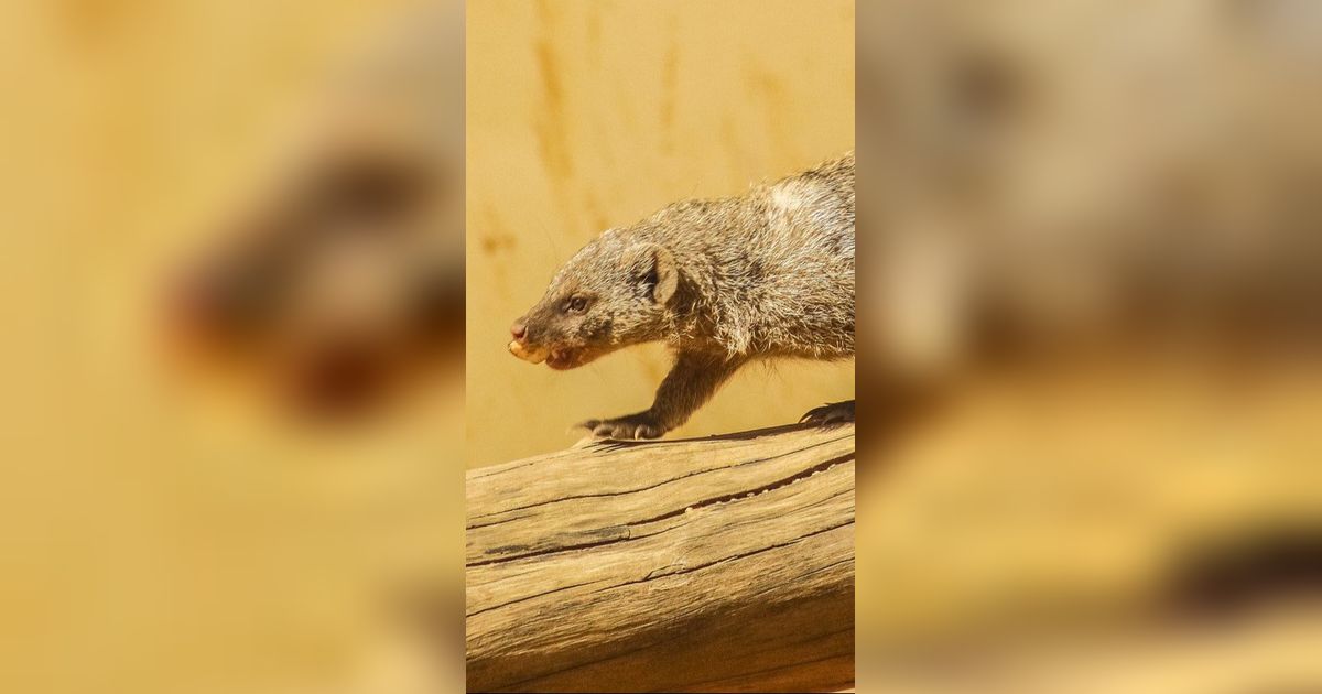 Luwak Purba Dulunya Adalah Pemangsa Dinosaurus di 125 Juta Tahun Lalu