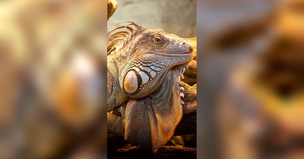 Hewan Predator Ini Pernah Hidup di Bumi, Raksasa Buas Sebelum Zaman Dinosaurus
