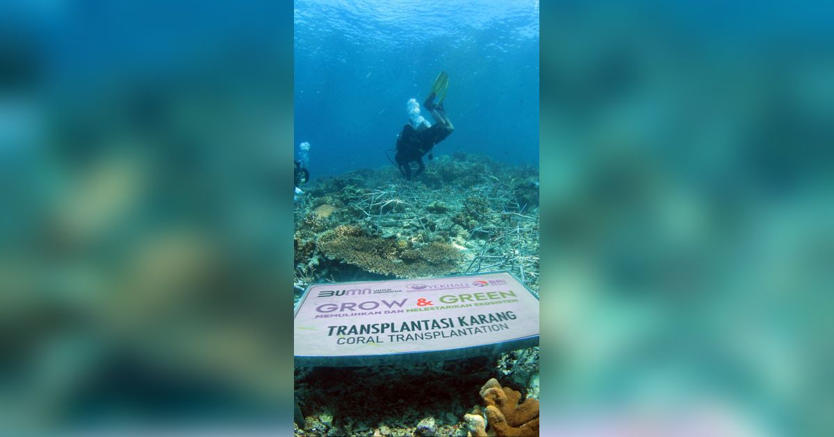 FOTO: Kolaborasi BRI Peduli dan Kelompok Maratua Peduli Lingkungan Lakukan Transplantasi Karang di Pulau Maratua