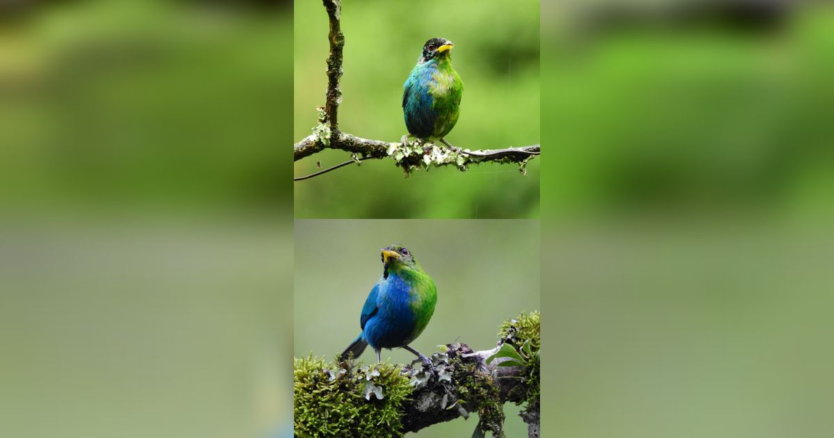 Burung Super Langka 'Separuh Jantan, Separuh Betina' Tertangkap Kamera Lagi Setelah 100 Tahun