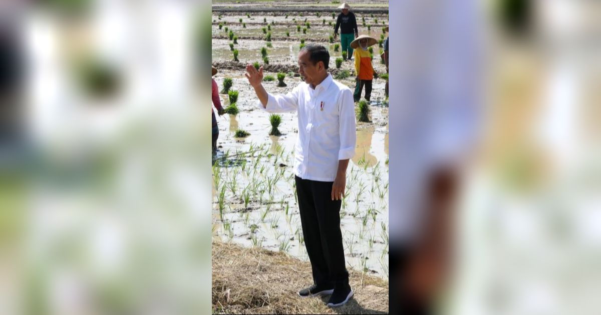 Jenderal-Jenderal TNI-Polri 'Jebolan' Solo Sambut Jokowi, Bintang Empat Dampingi ke Sawah