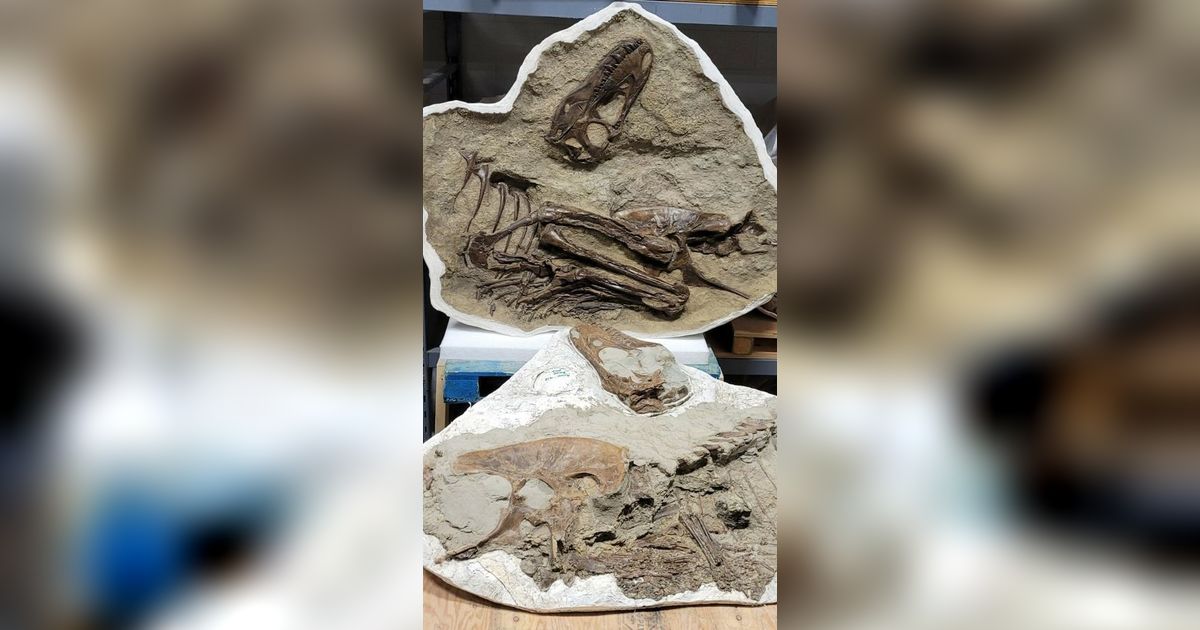 Penampakan Fosil T-Rex Lengkap dengan Makanan Terakhirnya, Terawetkan Secara Alami