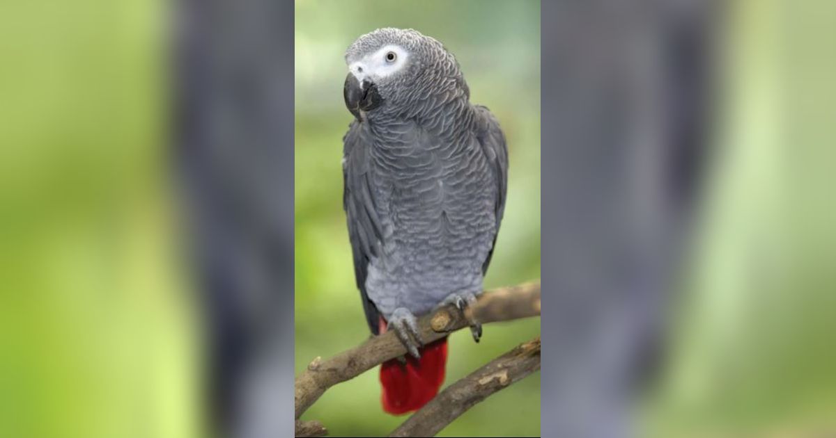 Burung Kakatua Ini Mendadak Fasih Berbahasa Spanyol Saat Kembali ke Pemiliknya Setelah 4 Tahun Hilang