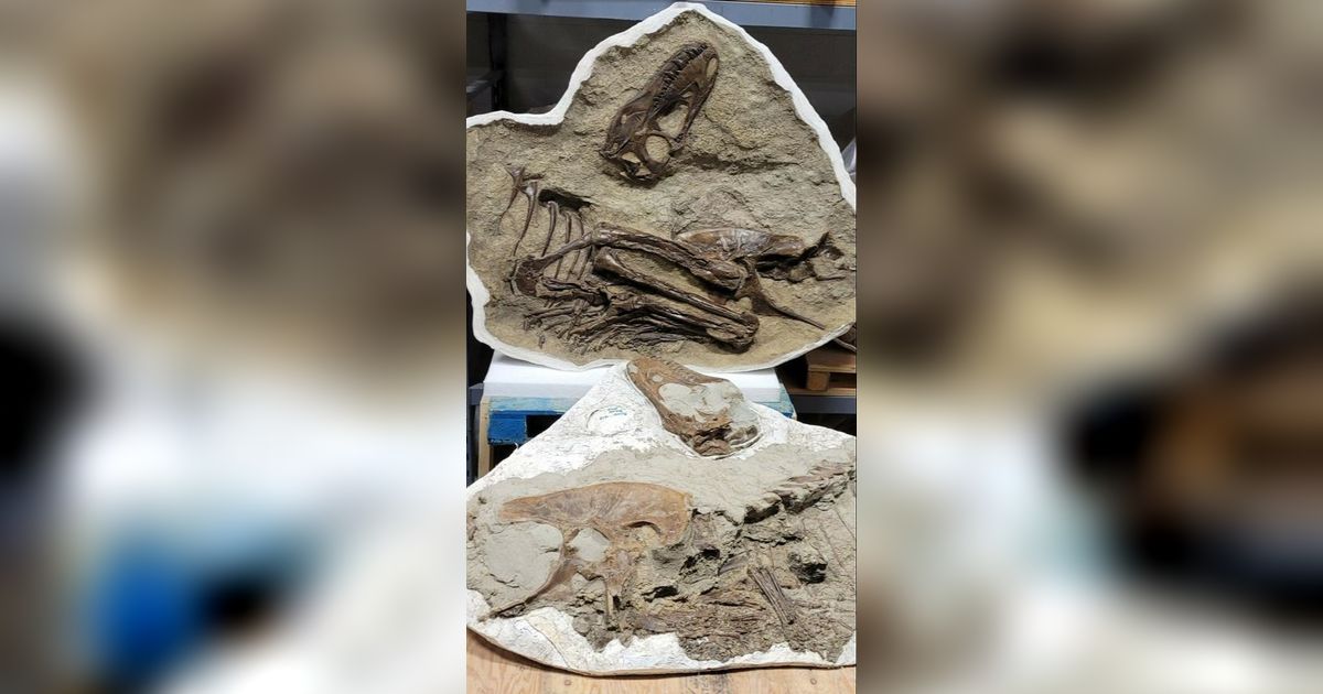 Penampakan Fosil T-Rex dan Sisa Makanan di Perut yang Masih Utuh, Ternyata Ini yang Dimangsa