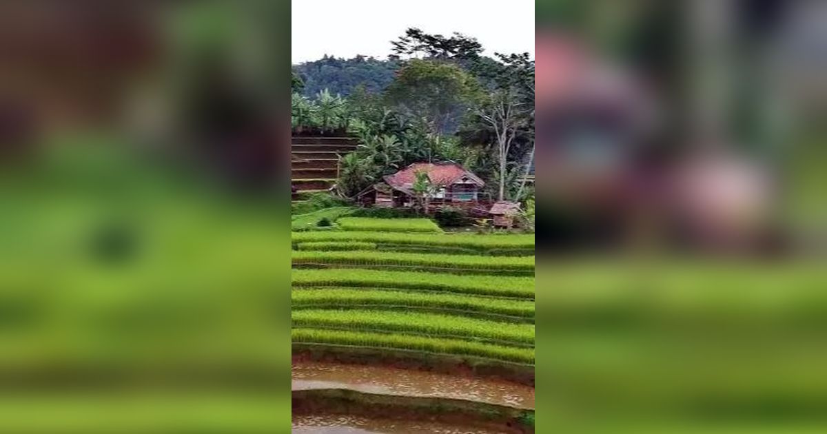 Viral Rumah Kayu di Tengah Sawah Punya View Surga, Jauh dari Tetangga Julid!
