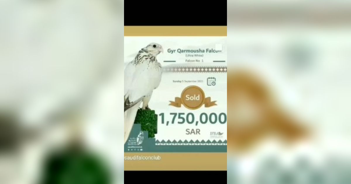 VIDEO: Penampakan Burung Seharga Rp7,2 Miliar Sakit, Bikin Deg-degan Dokter Indonesia