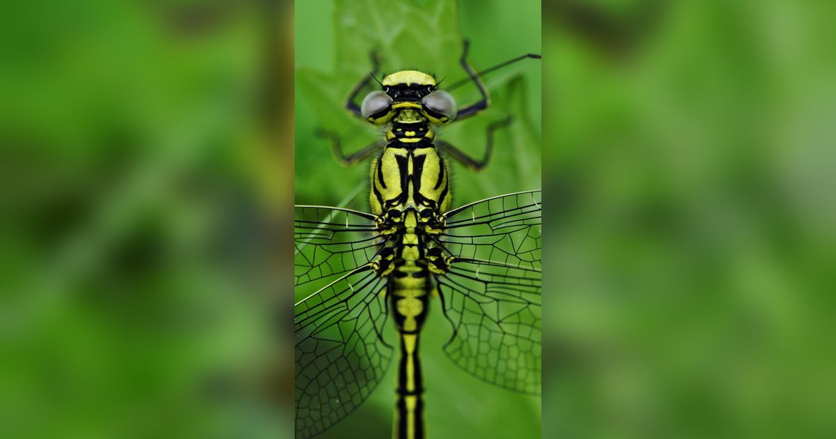 10 Fakta Menarik Capung, Hewan yang Lebih Tua dari Dinosaurus dan Pemburu Andal