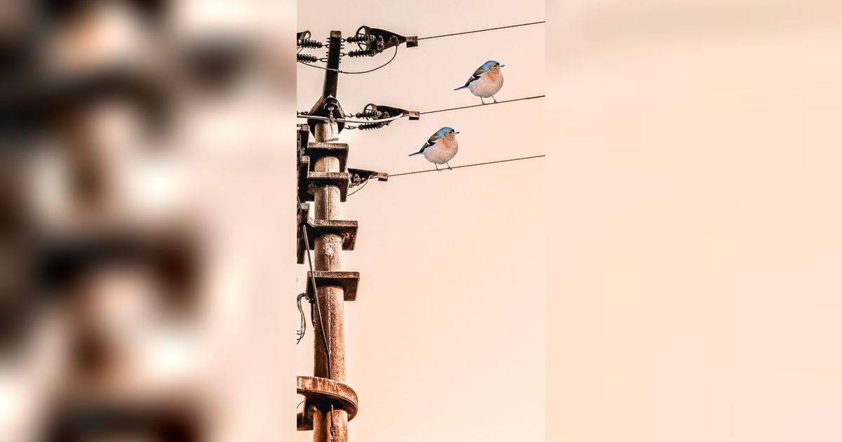 Sering Nangkring di Kabel Listrik, Kok Bisa Burung Tak Tersengat Listrik?