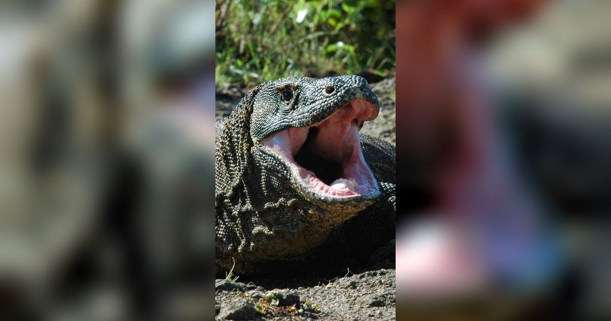 Jika Komodo dan Velociraptor Bertarung, Siapa yang Menang?