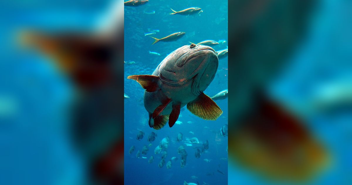 Terancam Punah, Inilah Penampakan Ikan Kerapu Seukuran Manusia yang Huni Samudera Atlantik