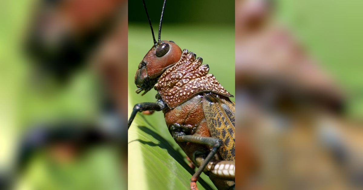 Fakta Menarik Hewan Belalang Kayu di Gunungkidul, Dijadikan Sumber Protein