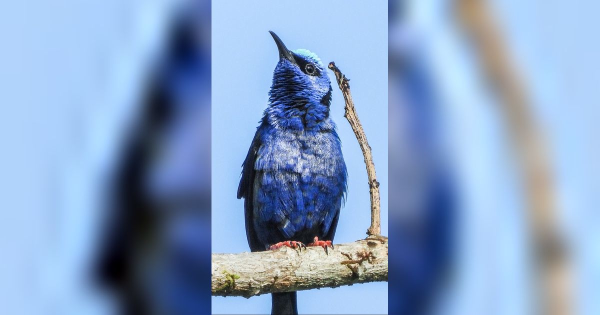 100 Tahun Hilang, Burung Super Langka 'Separuh Jantan Separuh Betina' Muncul Kembali