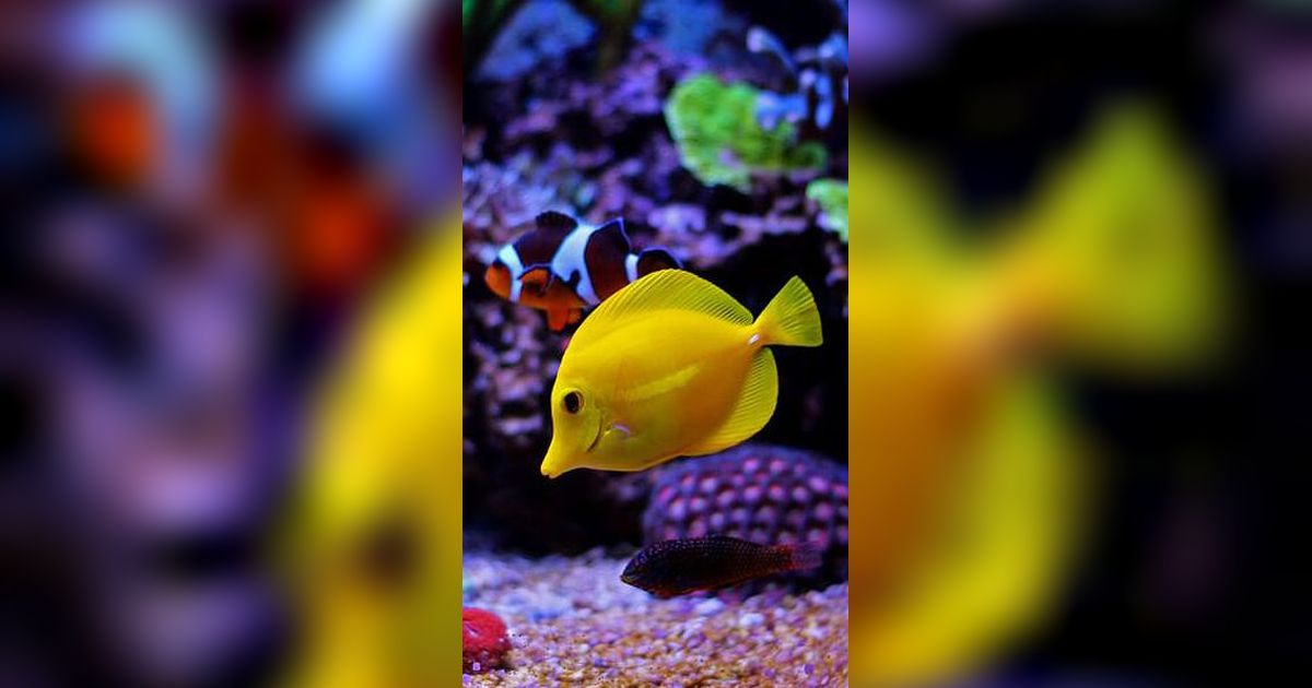 Mengapa Ikan Tidurnya Melek? Ternyata Ini Penjelasannya