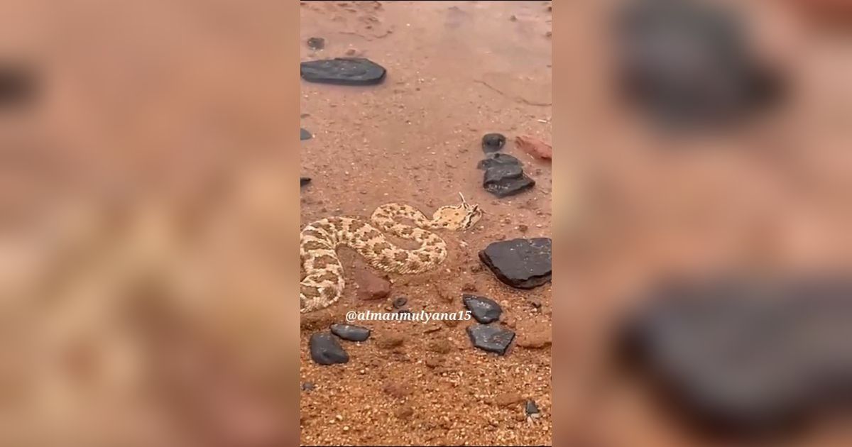 VIDEO: Ratusan Ular Berbisa Gurun Pasir Serbu Pinggiran Kota Mekkah, Banyak Hewan Ternak Mati Digigit