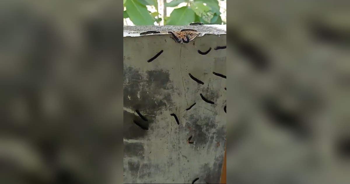 Merinding! Rumah Diserbu Ribuan Ulat, Pemilik Rumah Malah Santai Rekam Video