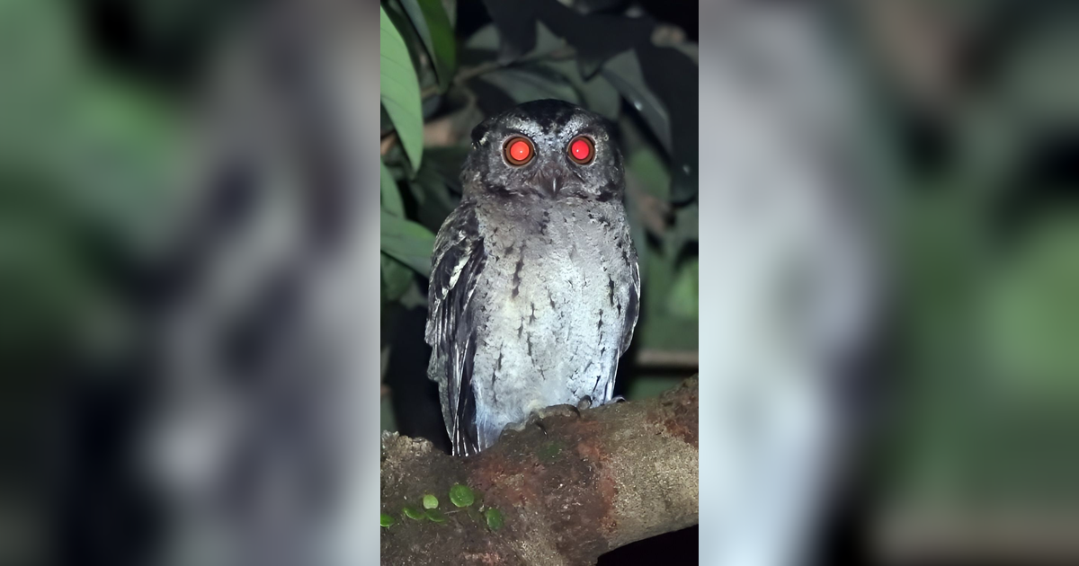 7 Hewan yang Identik dengan Kematian dari Berbagai Penjuru Dunia