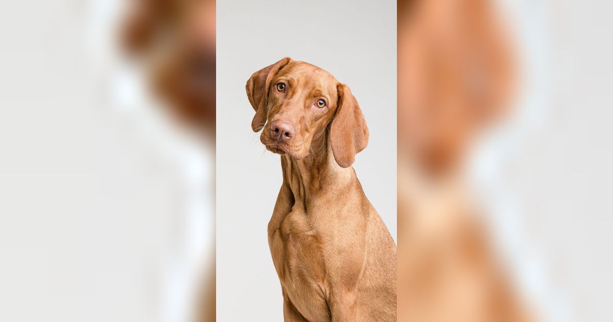 10 Anjing Terkuat di Dunia, Jangan Macam-Macam dengan Mereka