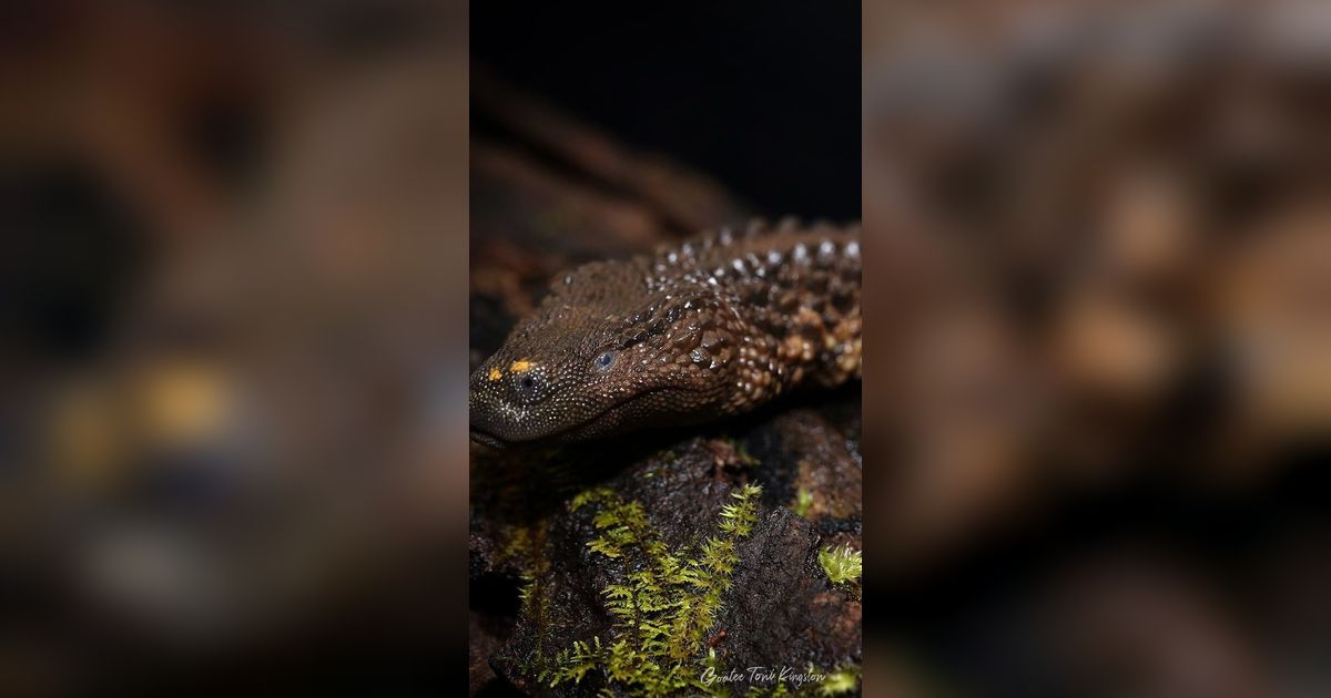 Hanya Ada di Kalimantan, Inilah Hewan yang Punya Wujud Sepertik Naga
