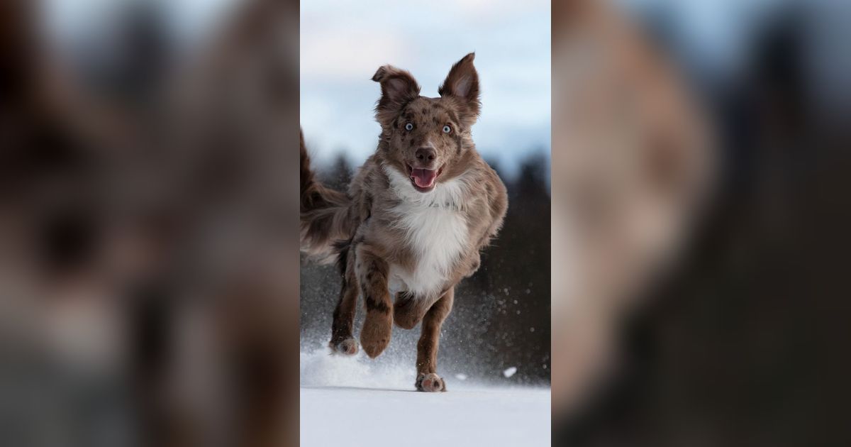 9 Anjing yang 'Paling Menakutkan' Dilihat dari Perawakannya