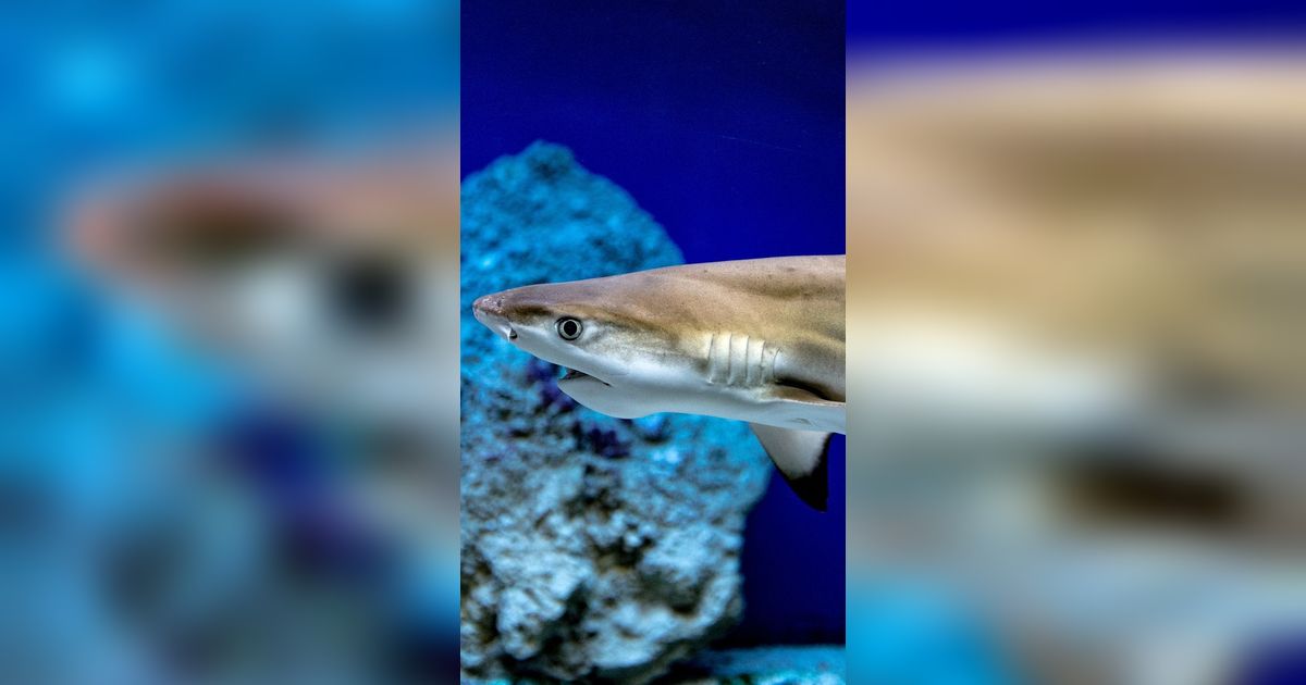 7 Hiu Paling Agresif di Dunia, Mending Melipir Saja Kalau di Laut