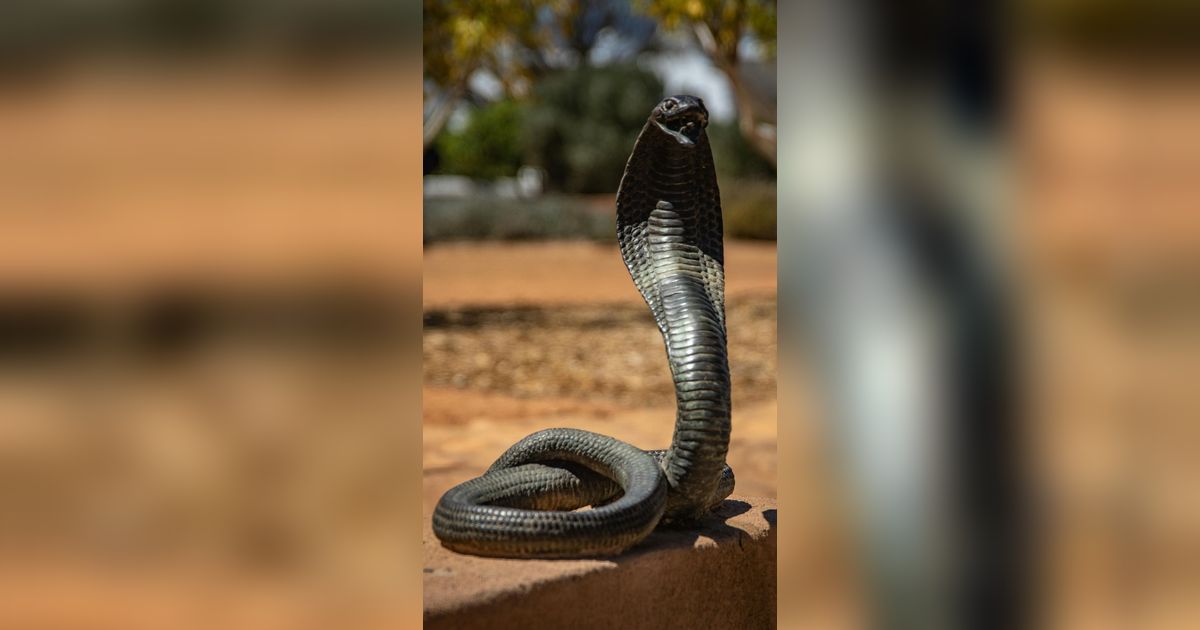 13 Arti Mimpi Pegang Ular Hitam yang Menakutkan, Pertanda Masalah Besar?