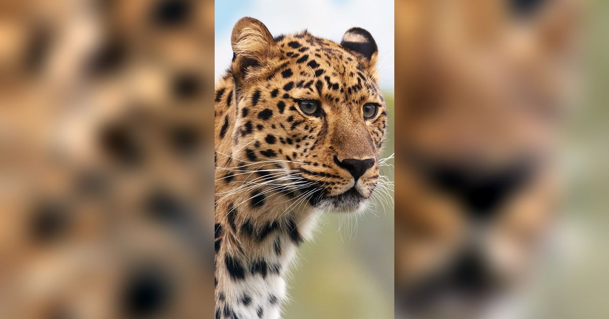 Clouded Leopard, Ras Kucing yang Punya Gigi Bak Pedang dan Bisa Bergelantungan di Pohon