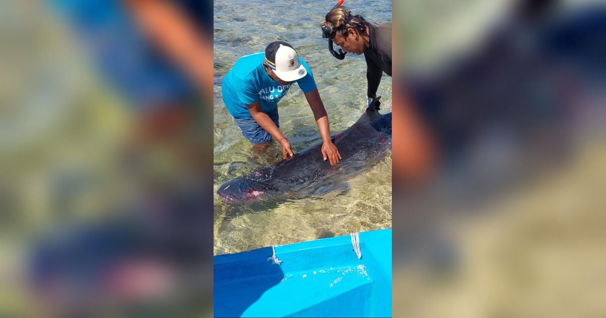 Paus Sperma Viral Terdampar di Bali, Akhirnya Mati dengan Tubuh Penuh Luka Gigitan Hiu