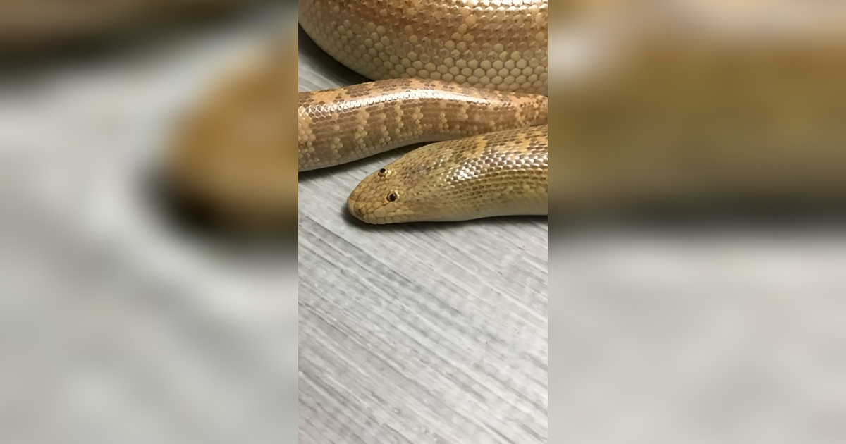 Tak Menakutkan, Wujud Arabian Sand Boa Ini Mungkin Jadi Ular Terlucu di Dunia