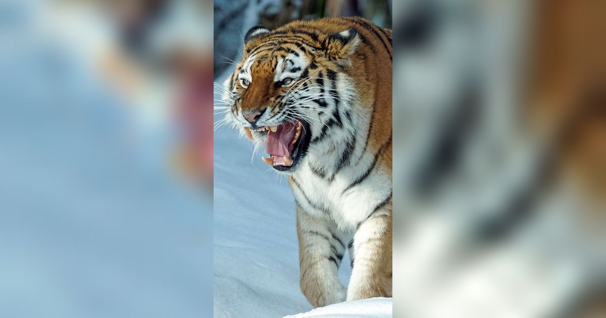 11 Hewan yang Ternyata Kanibal, The Real Teman Makan Teman