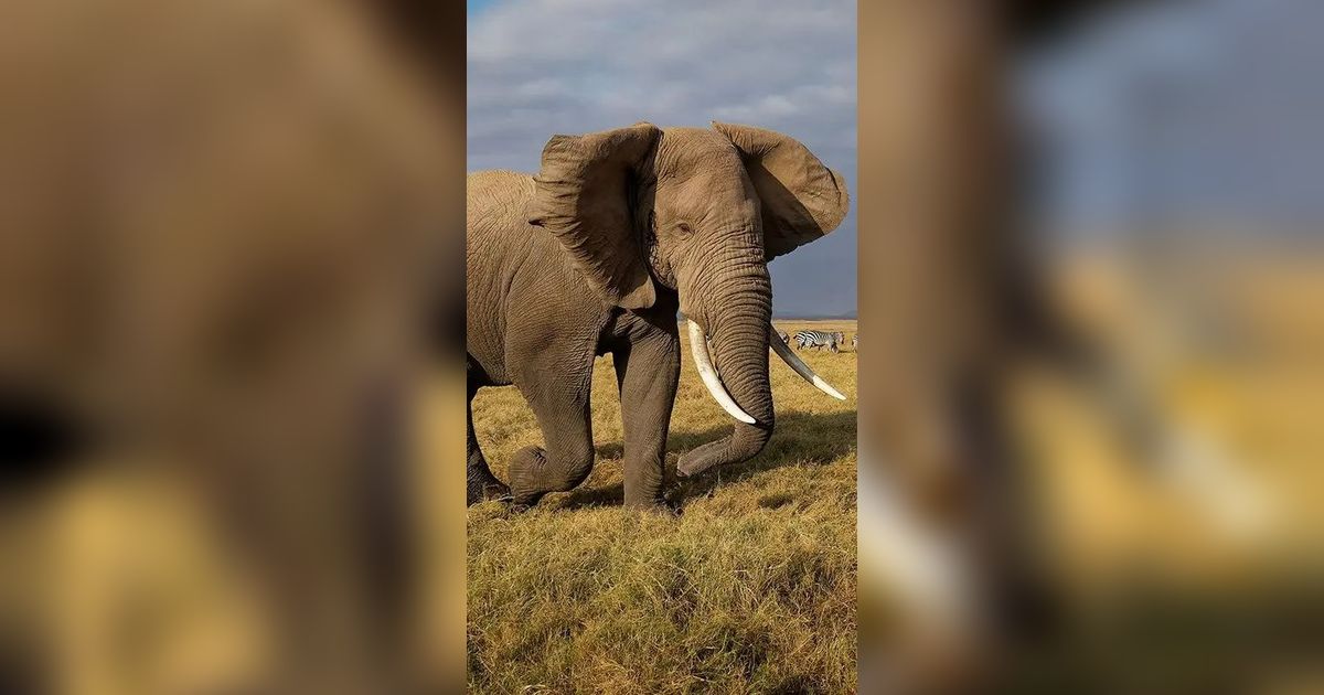 Ilmuwan Sebut Sebenarnya Masing-Masing Gajah Punya Nama untuk Saling Berkomunikasi
