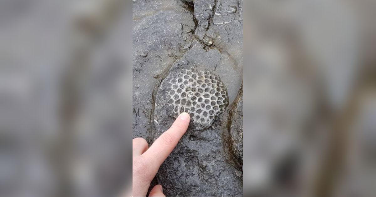 Penampakan Fosil Makhluk Tertua di Bumi, Diduga Berusia 890 Juta Tahun dan Tinggal Dalam Laut