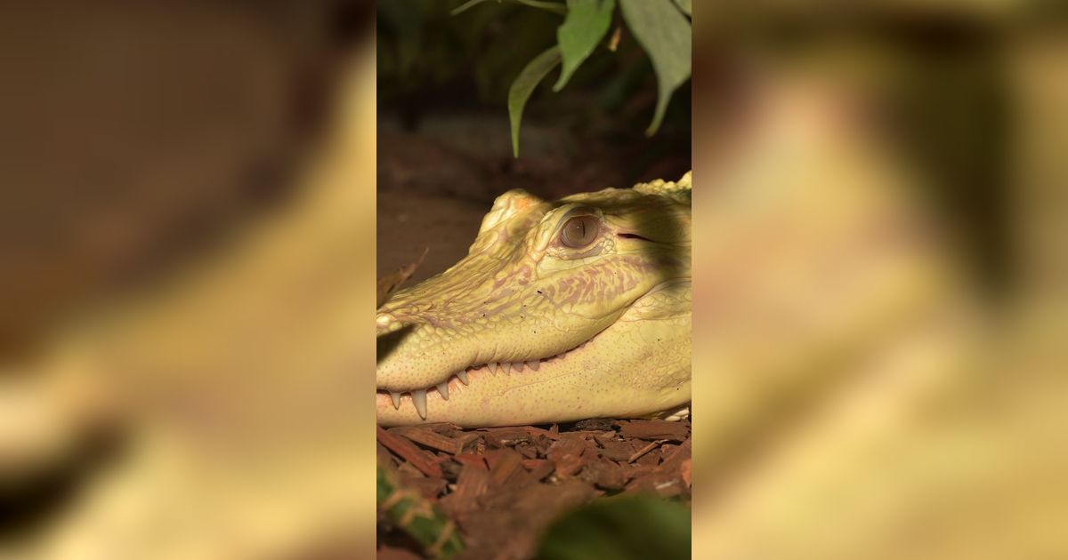 Hasil Eksperimen Buaya Pink Putih dengan Mata Biru, Jadi Hewan Leucistic Terlangka saat Ini