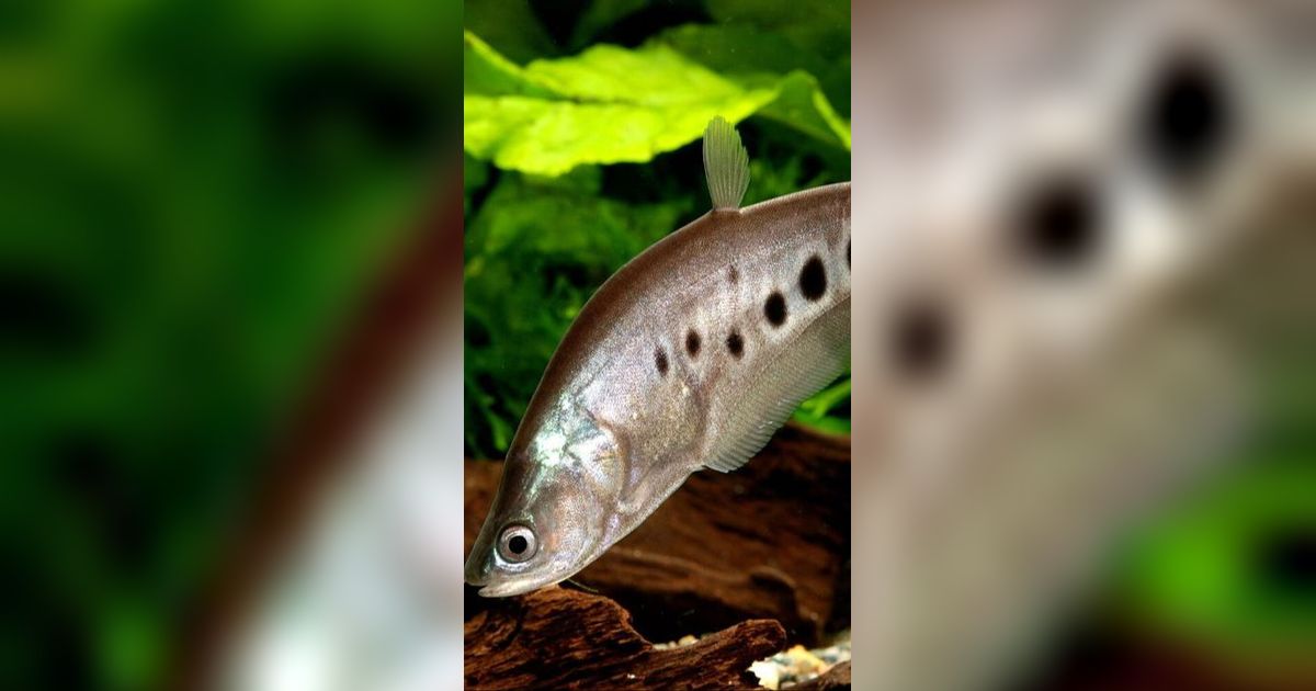 Mengenal Ikan Belida, Hewan Endemik Sumatera Selatan yang Dikagumi