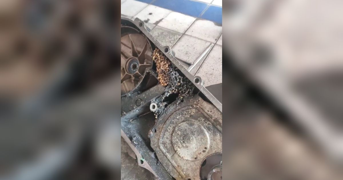 5 Tahun Sejak Beli Tak Pernah Diservis, Mesin Motor Wanita Ini Sampai Jadi Sarang Tawon, Mekaniknya Auto Bingung