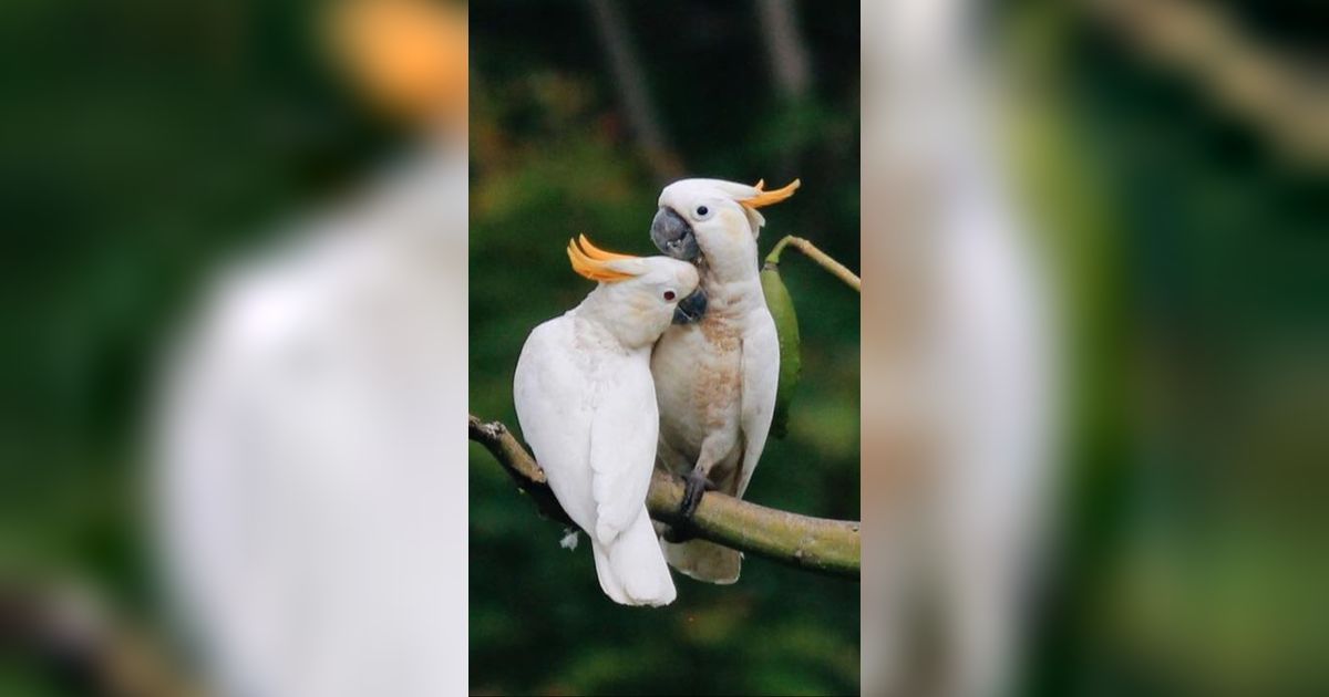 Fakta Kakatua Jambul Kuning Abotti, Hewan Endemik Sumenep yang Cantik