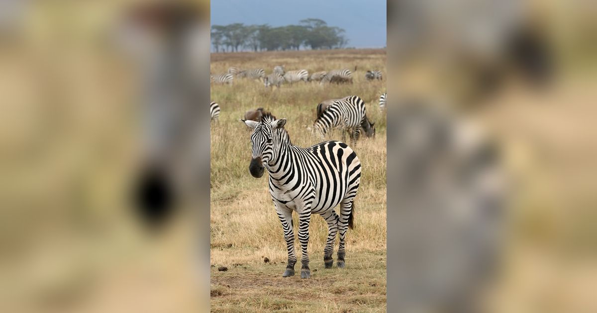 Pencemburu, Ini yang Dilakukan Zebra Jantan Melihat Pasangannya Hamil dengan Pejantan Lain