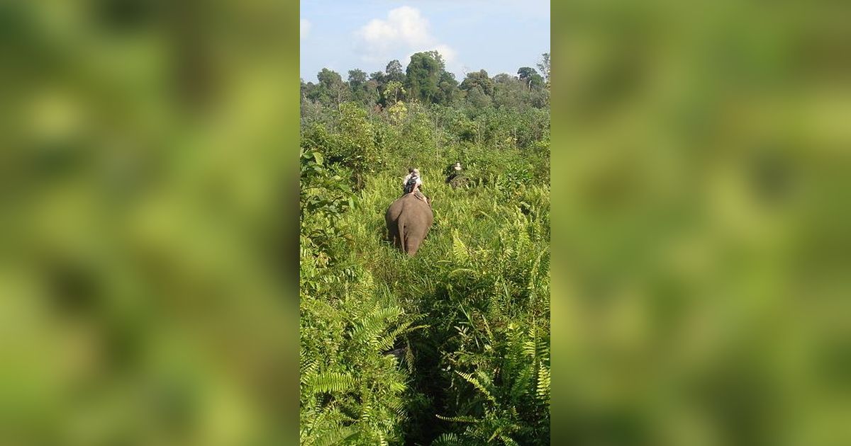 Kini Jadi Sasaran Perambah Hutan, Ini Fakta Menarik Taman Nasional Tesso Nilo di Riau