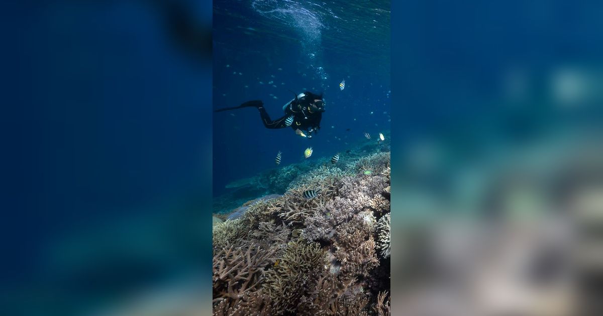 FOTO: Penampakan Indahnya Surga Bawah Laut Raja Ampat, Destinasi Diving Terbaik di Dunia