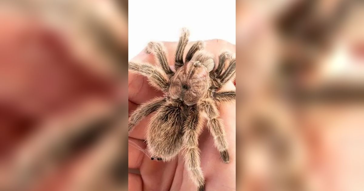 Mengapa Hewan Tarantula Memiliki Bulu? Ternyata Ini Fungsinya