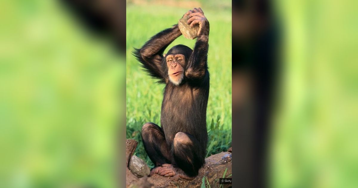 Hewan Simpanse Ternyata Bisa Menopause, Teori Darwin Kembali Menguat