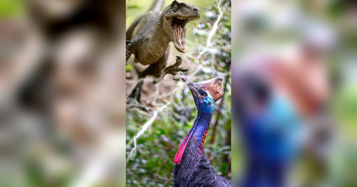 Jika Velociraptor dan Kasuari Bertarung, Siapakah yang Jadi Pemenang?